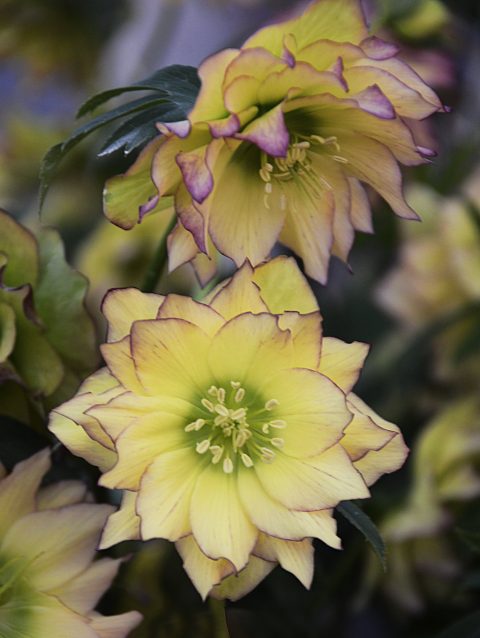 Helleborus-First Dance - 1gal
