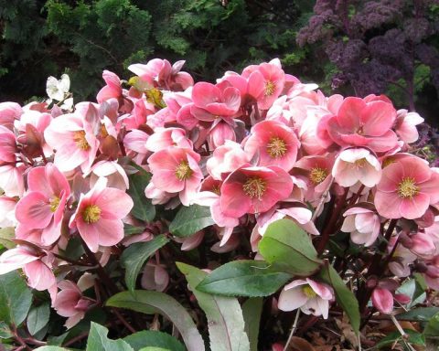 Helleborus Pink Frost-1gal