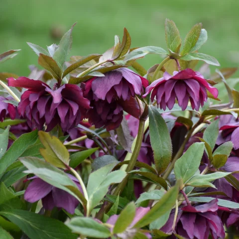 Helleborus-True Love-1gal