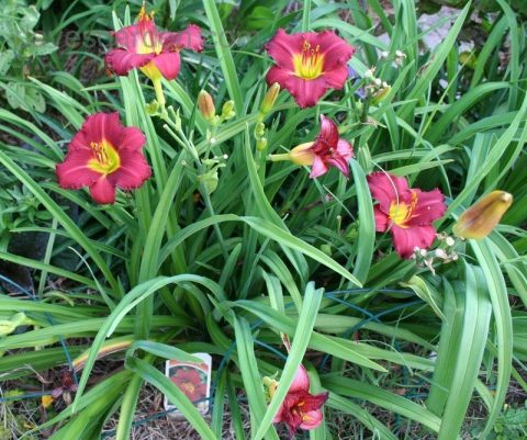 Hemerocallis (daylily) ruby stella 1gal