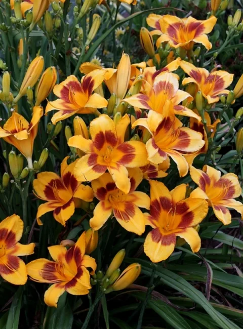 Hemerocallis 'Black Eyed Susan' daylily 1gal
