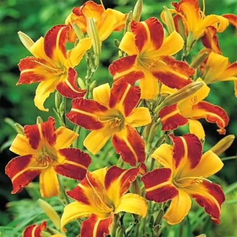Hemerocallis  'Frans Hals' daylily-1gal