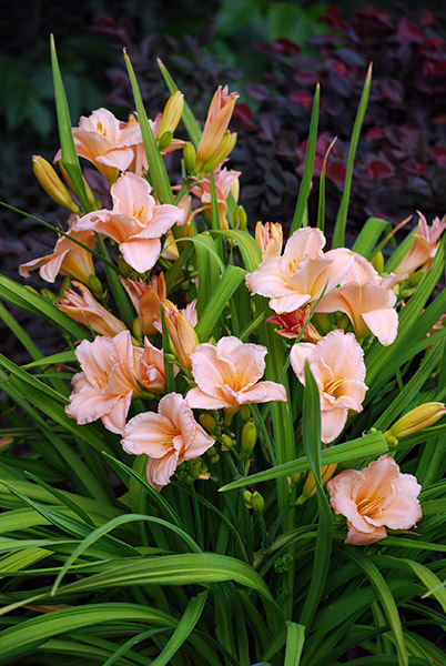 Hemerocallis  'On and On'- daylily 1gal