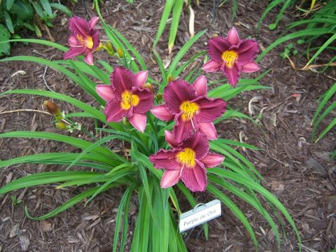 Hemerocallis 'Purple D'Oro'- daylily 1gal