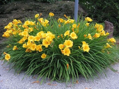 Hemerocallis 'Stella de Oro'- daylily 2gal