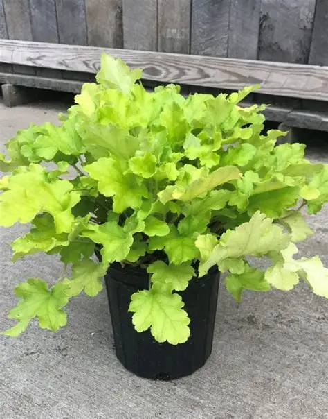 Heuchera (coral bells) lime marmalade 1gal
