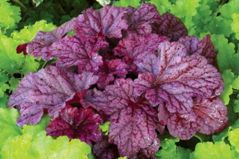 Heuchera  'Berry Smoothie' coral bells -1gal