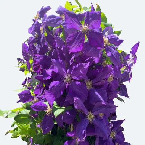 clematis 'Jackmanii Superba' 1gal