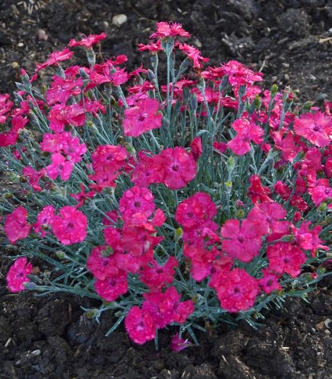 Dianthus Mad Magenta Pinks #1
