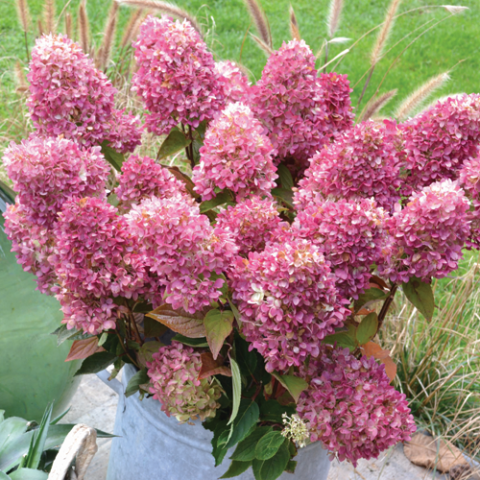 Hydrangea 'Dragon Baby' 2gal WB