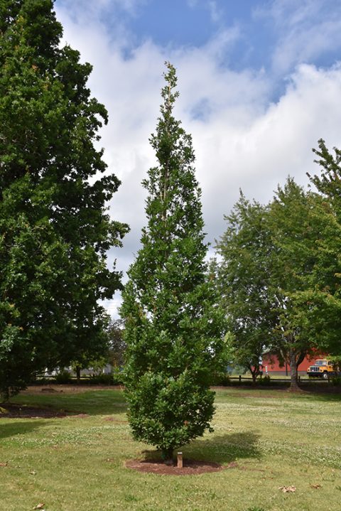 OAK  Streetspire Columnar -15gal