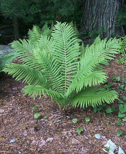 'ostrich fern' 1gal