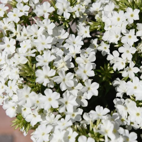 Phlox 'Spring White' 1gal