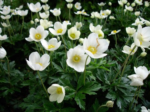 Anemone-Snowdrop White - 1gal