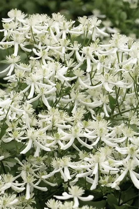 Clematis 'Sweet Autumn' 1gal