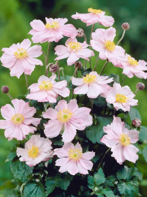 Anemone-Queen Charlotte-1gal