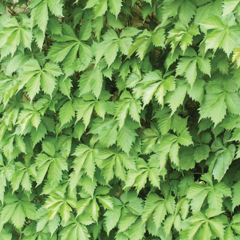 'Virginia Creeper" 1gal