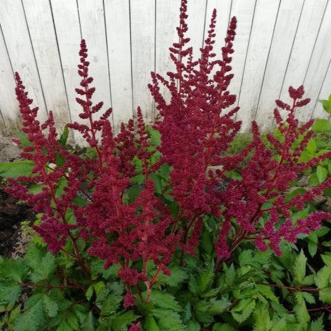 Astilbe  'Visions in Red'-1gal