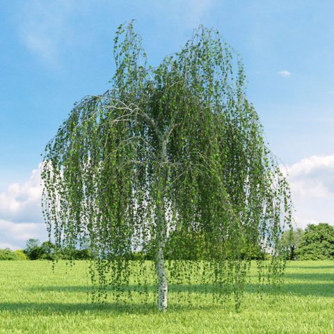 Young's weeping birch
