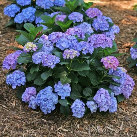blue jangles hydrangea 2gal