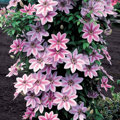 clematis 'Nelly Moser' 1gal