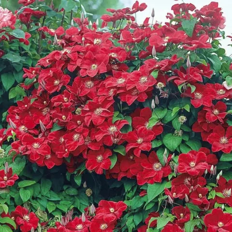 clematis 'Rouge Cardinal' #1