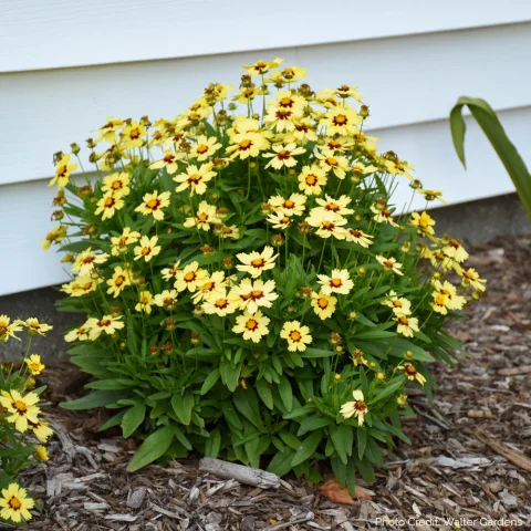 coreopsis tickseed cream 1gal