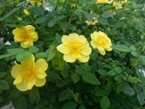 Rosa Oso Easy Lemon Zest 2gal