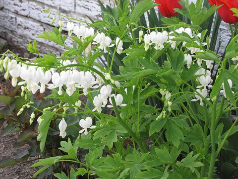dicentra alba- bleeding heart  2gal