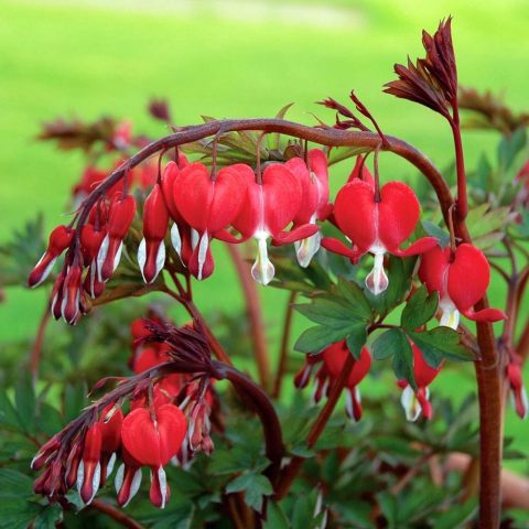 dicentra (bleeding heart) 2gal