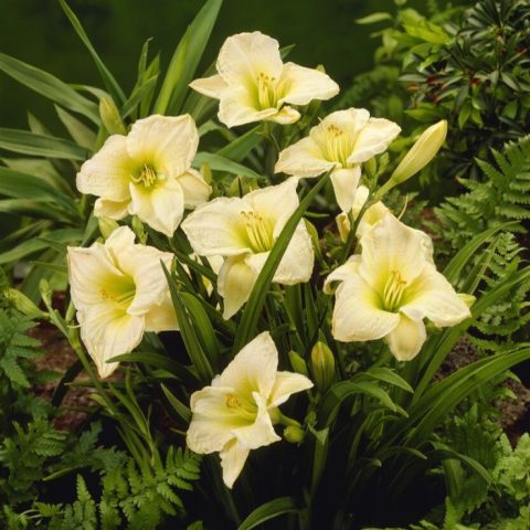 Hemerocallis 'Gentle Shepherd daylily'