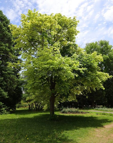 Harlequin Maple 40mm