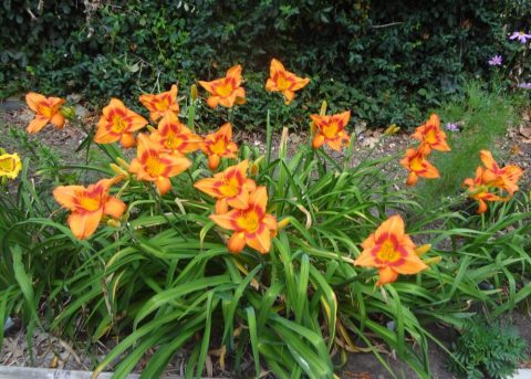 hemerocallis 'orange crush' daylily 1gal