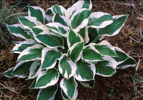 Hosta 'Patriot' 2gal