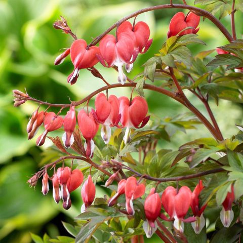(bleeding heart) valentine 2gal