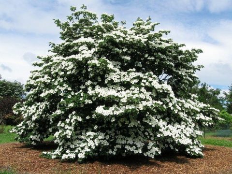 Cornus Kousa VENUS dogwood tree 175cm b&b