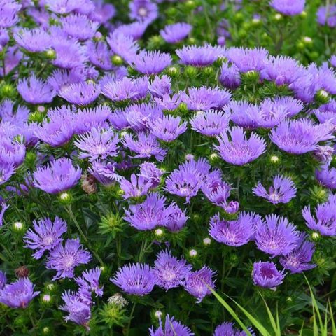 Aster 'Mel's Blue' 1gal