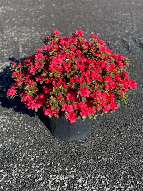 Azalea 'Hino Crimson' 2gal