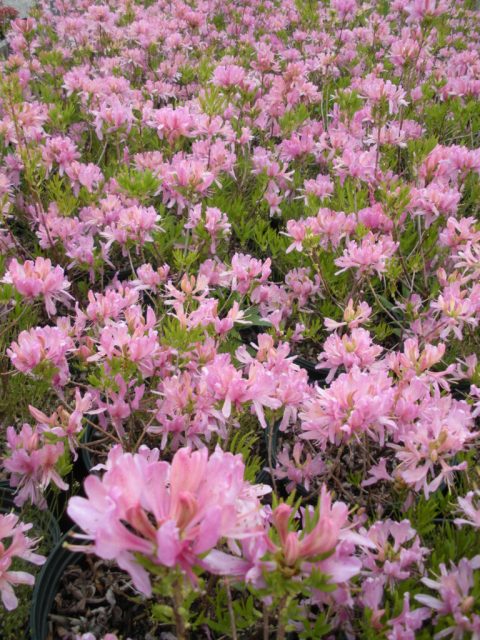 Azalea 'Western Lights' #2W