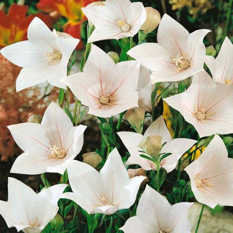 Balloon Flower 'Twinkle White' 1gal