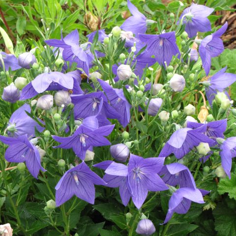 Balloon flower 'Twinkle Blue' 1gal