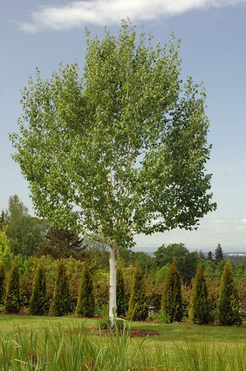 Birch Clump Jacquemontii 7gal