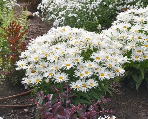 Birdy Shasta Daisy 1gal
