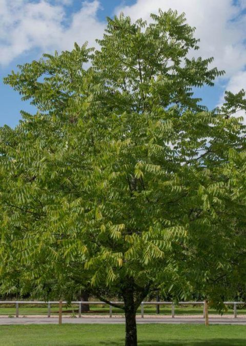 Black Walnut 1gal