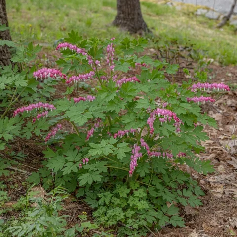 Bleeding Heart 'Spectabilis' 1gal