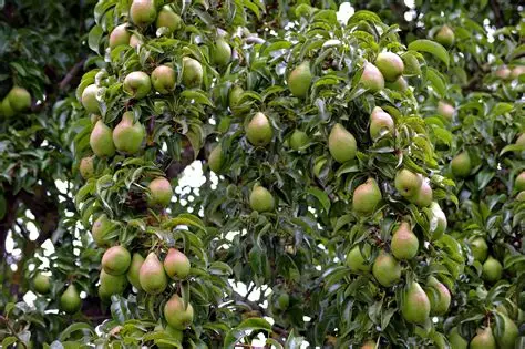 Bosc Pear #7H