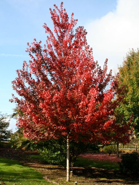 Brandywine Maple #15H