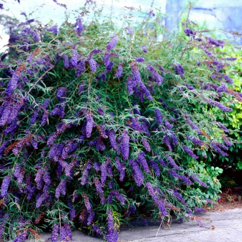 Butterfly Bush 'Black Knight' 2gal