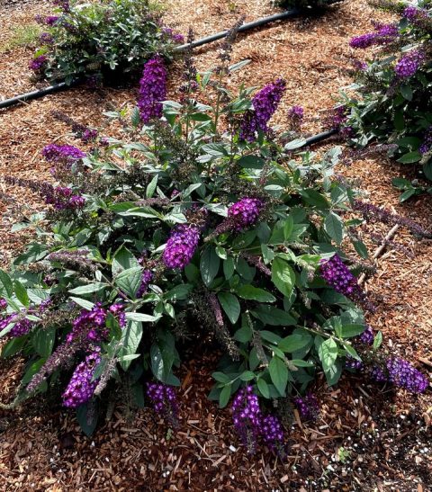Butterfly Bush 'Blueberry Pie' 2gal