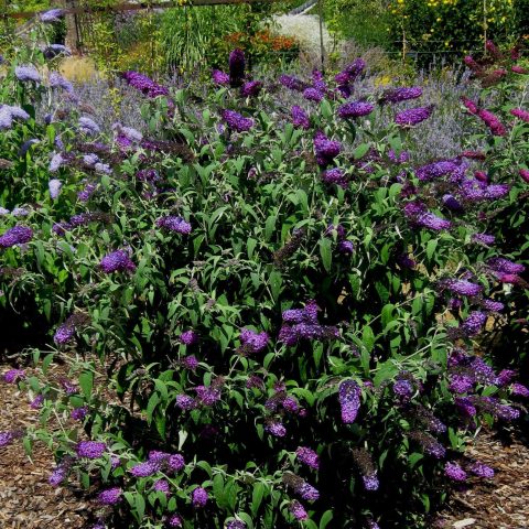 Butterfly Bush 'Magenta Improved' 2gal